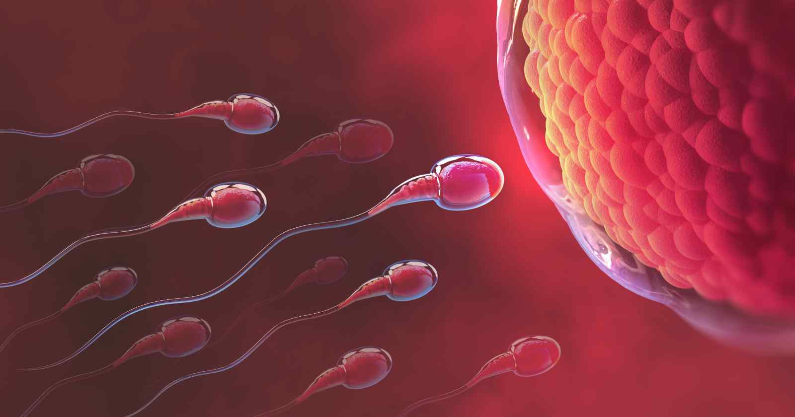 Fertility Myths and Facts