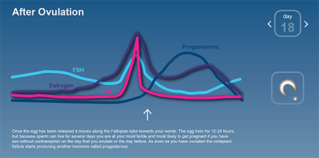 time between ovulation and menstruation